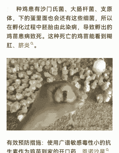 雏鸡用什么开口药好