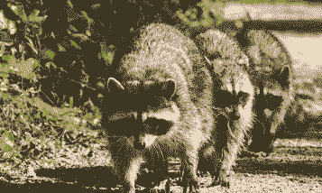 貉子喂什么长的快