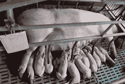 什么样的母猪产仔多