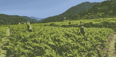 湖南种植业什么最赚钱