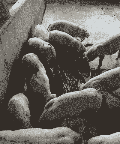 猪吃什么青饲料长得快