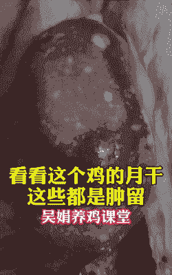 鸡肿肝子是什么病