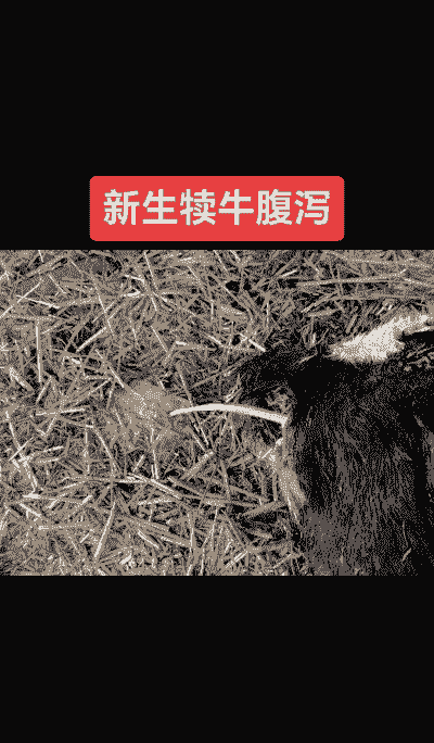 牛反复拉稀是什么原因