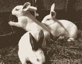 为什么养羊不能养兔子