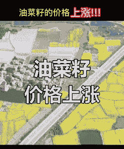 油菜籽价格为什么上涨