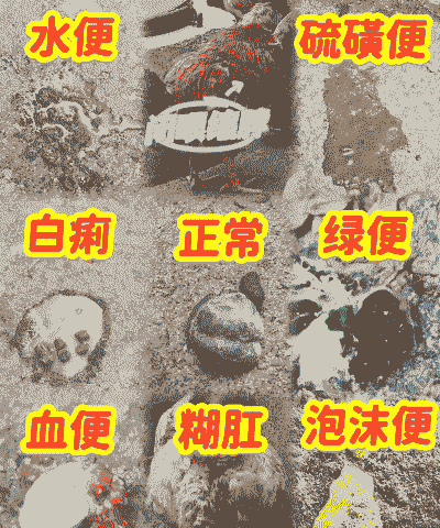 鸡拉青屎是什么病
