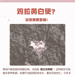 鸡拉黄白痢是什么病
