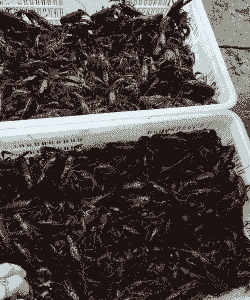 小龙虾养殖用什么水