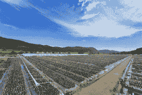 吉林省种植什么最赚钱