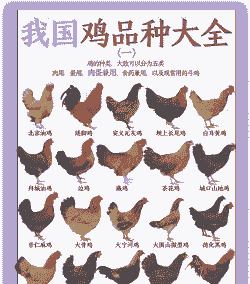 什么样的土鸡品种最好