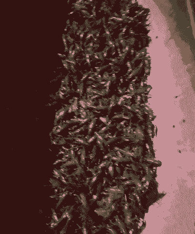 小龙虾可以套养什么