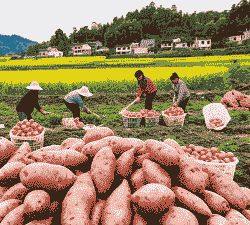 这几年农村干什么致富