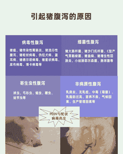 猪拉稀死亡是什么原因