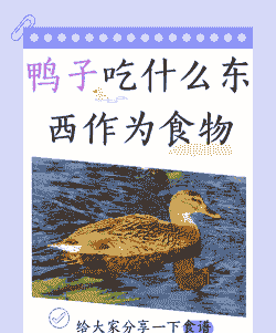 小鸭子吃什么东西