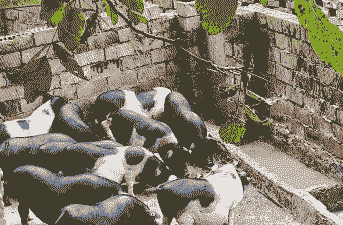 四川成都适合养殖什么