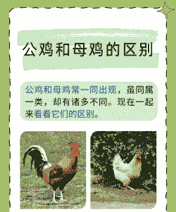 鸡和什么可以一起养吗