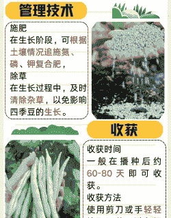 四季豆什么时候播种