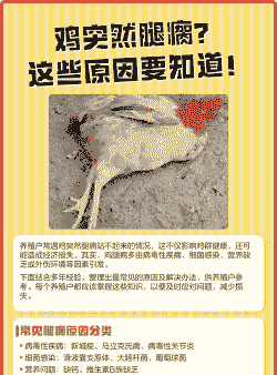 鸡一只腿瘸是什么病