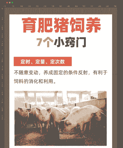 养猪要什么技术