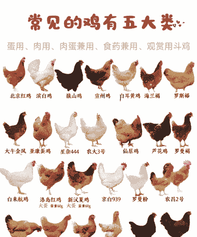 鸡有些什么品种