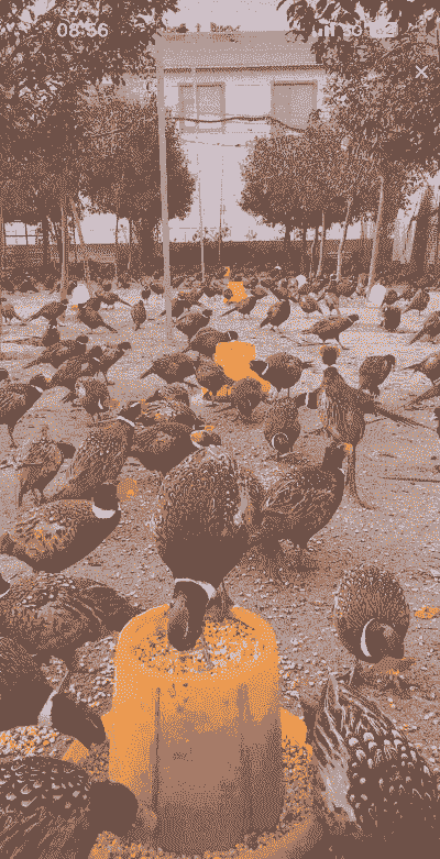 什么地方不能养殖