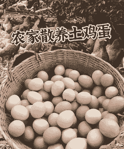 什么品种土鸡蛋好吃
