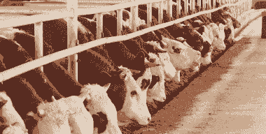 湖北适合养什么肉牛