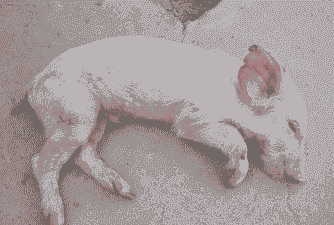 小猪拉稀发烧什么病