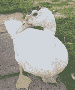 白鸭子是什么品种