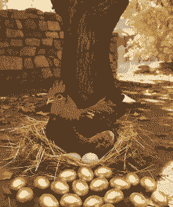 母鸡吃什么下蛋最多