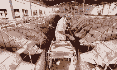 养猪场用什么喂猪