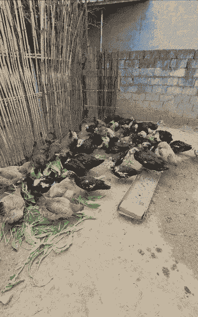 农村为什么不能养鸡鸭