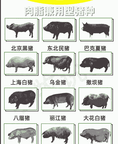 养什么品种猪最赚钱