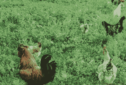 为什么鸡鸭可以散养