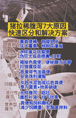 母猪拉稀是什么原因