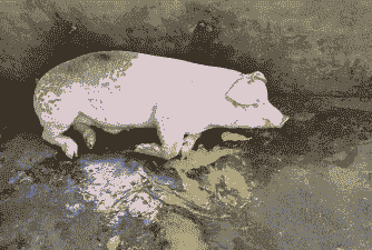 小猪呕吐是什么原因