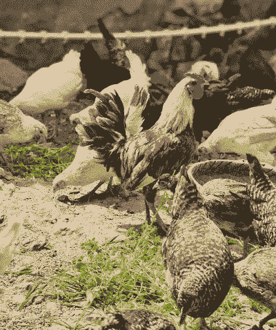 什么人适合养鸡