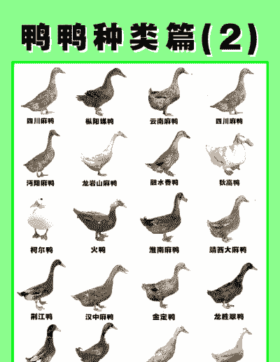 什么品种的鸭子好养