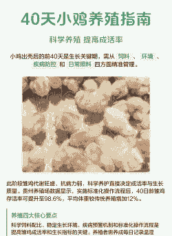 什么时候可以养小鸡