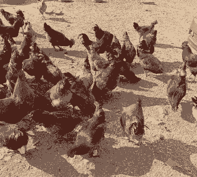 山上养殖什么比较好