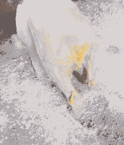 猪仔拉稀是什么颜色的