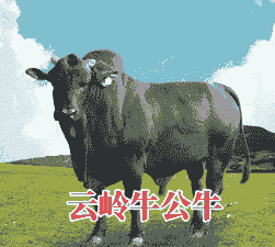 南方最合适养什么牛