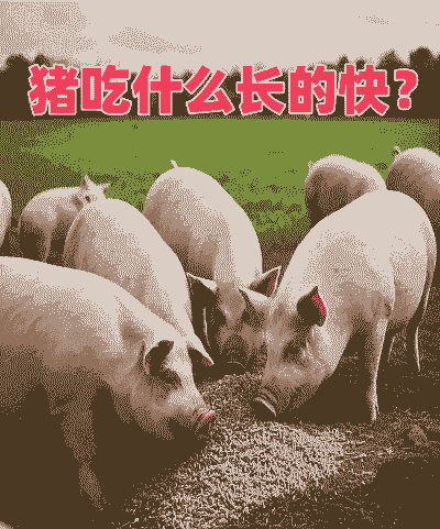 养猪吃什么长的最快