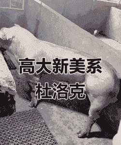 什么是新美系种猪