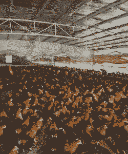 在广西农村养殖什么好