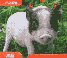 香猪什么品种的好