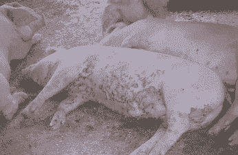 夏季猪容易得什么病