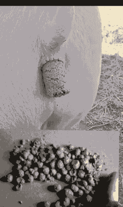 猪粪可以养什么东西