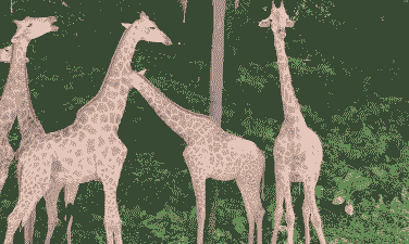 反刍动物是什么动物