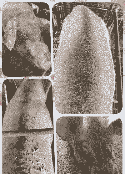 母猪产后厌食干燥